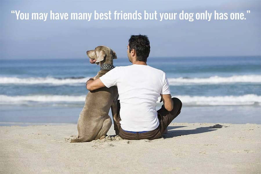 Từ vựng về bạn bè: Man's best friend